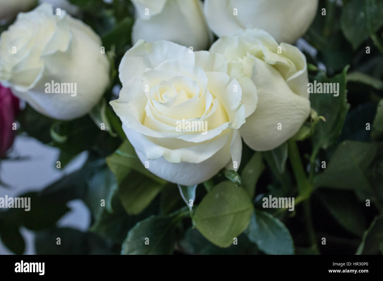 bouquet of large white roses nature background Stock Photo - Alamy