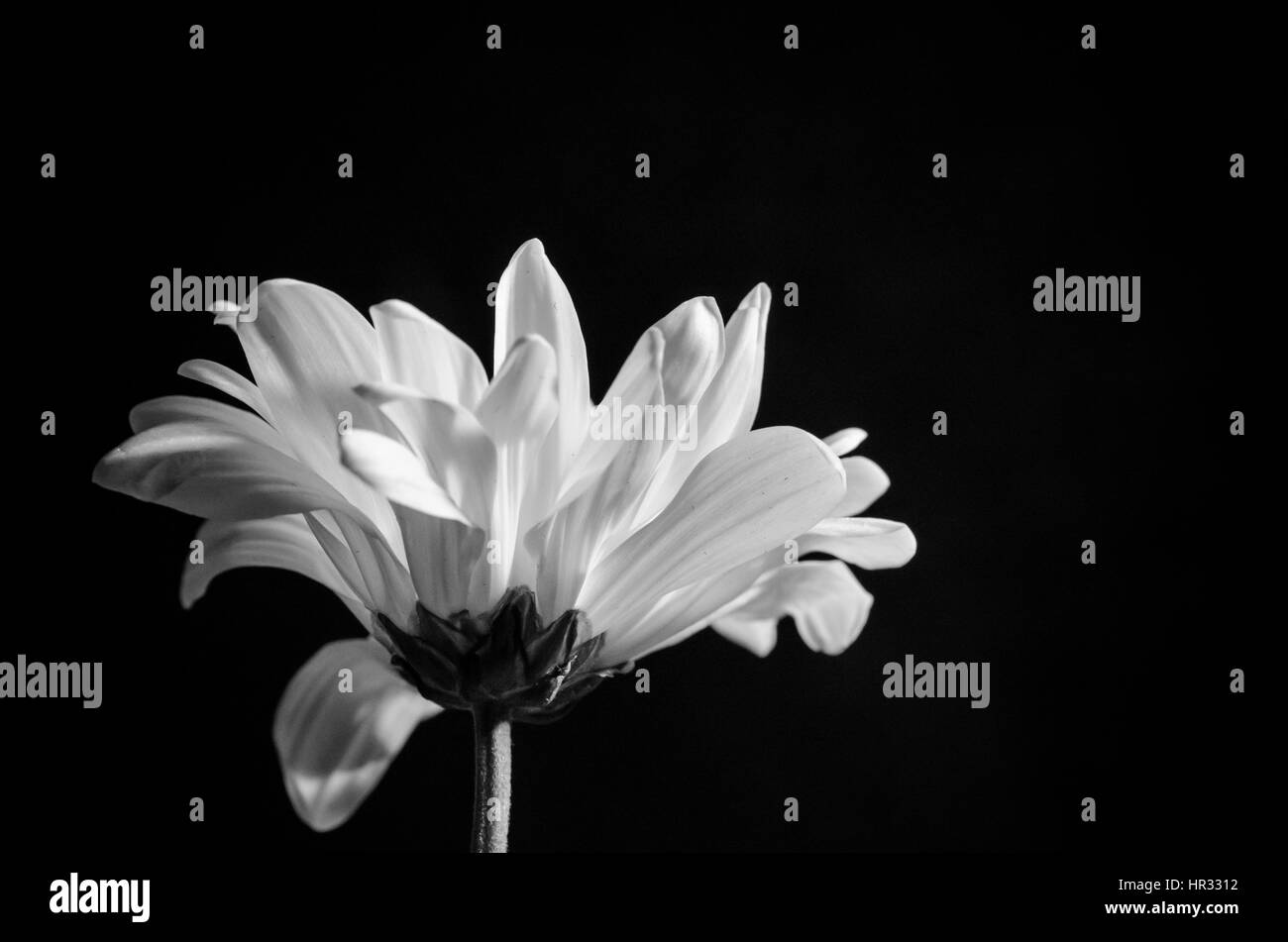 daisies Stock Photo