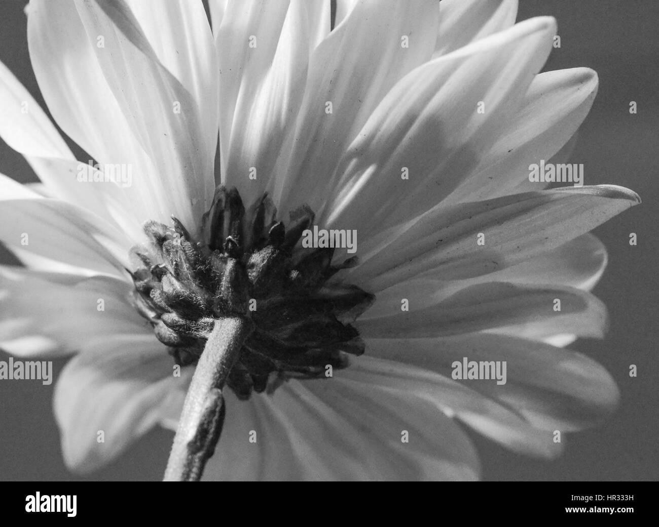 Crown daisy flower Black and White Stock Photos & Images - Alamy