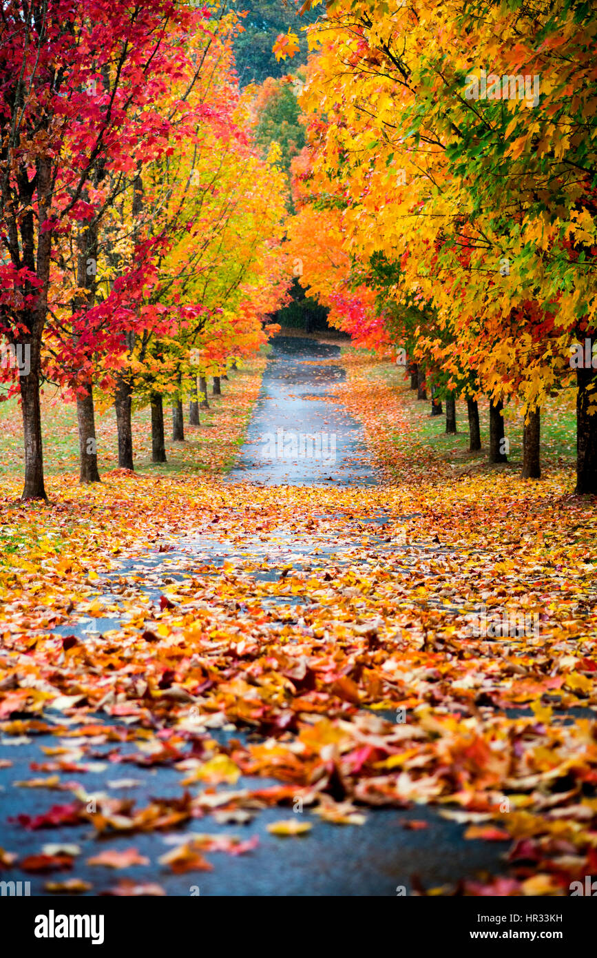 Fall season in beautiful Oregon Stock Photo