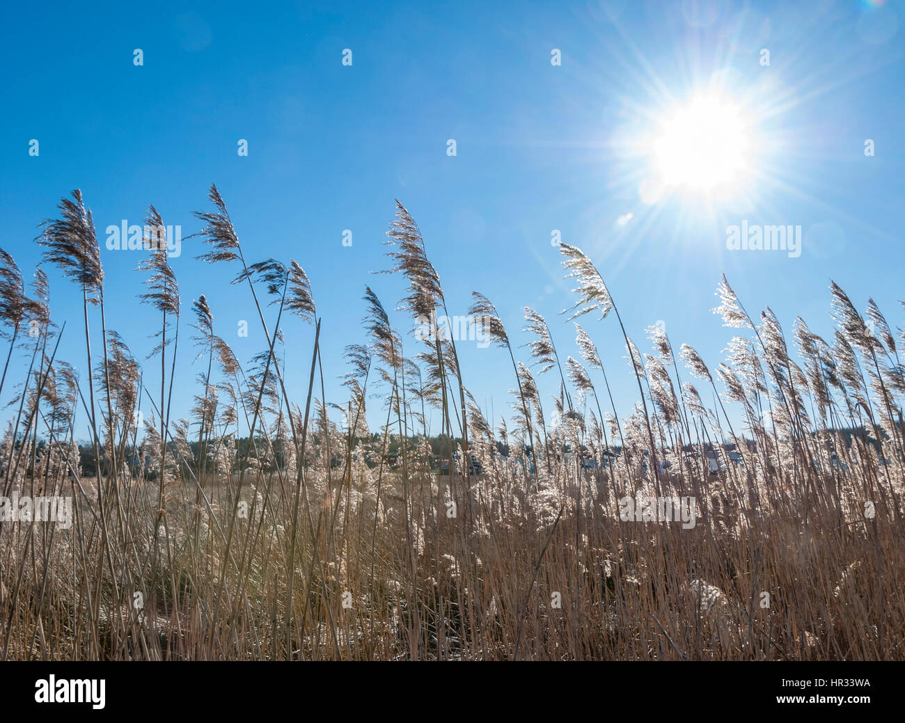 Winter sunlight through golden reed Stock Photo
