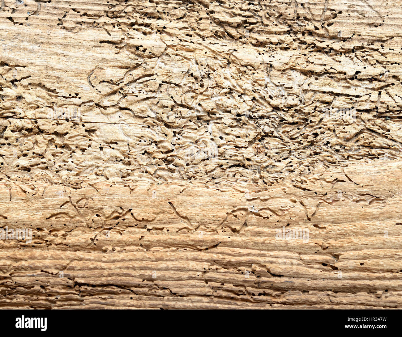 Driftwood background Stock Photo