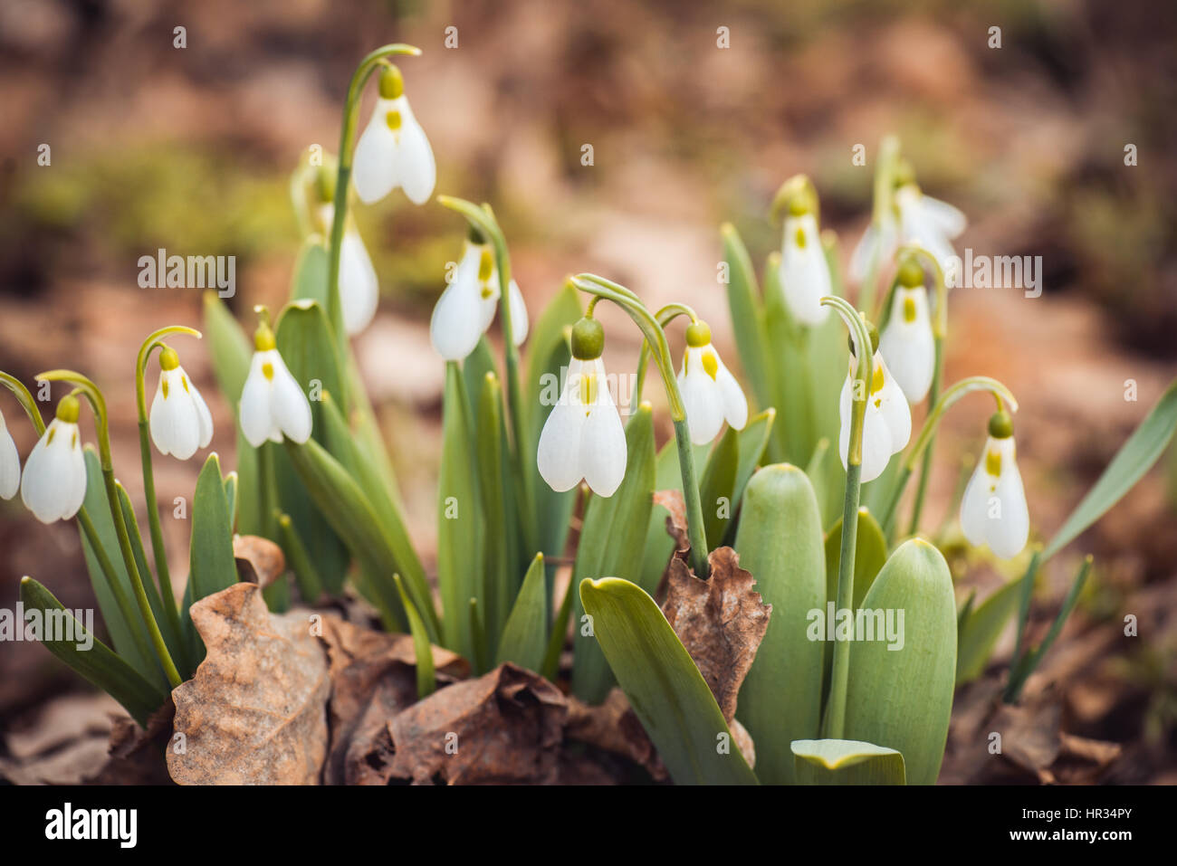 fresh spring snowdrop flowers in the forest. Happy womens day 8 march ...