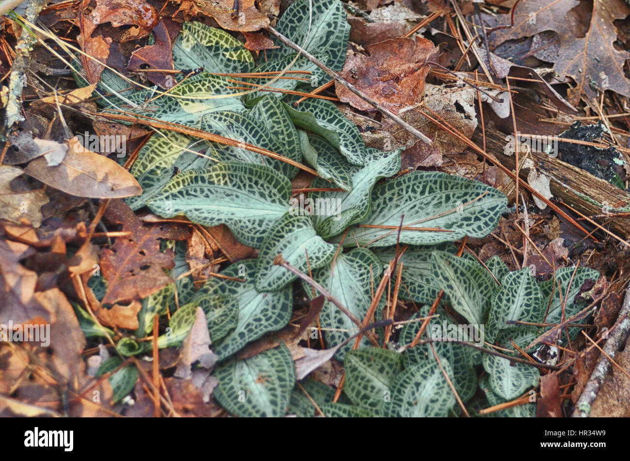 Leaves of the Rattlesnake Plantain Stock Photo