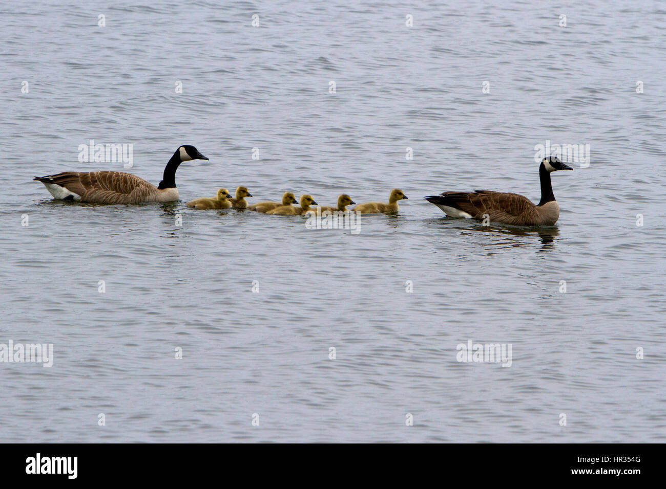 canada goose branta line canada goose branta line