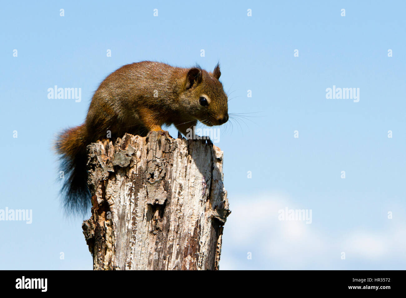 American Red Squirrel (Tamiasciurus hudsonicus) in a graden  in Nanaimo, Vancouver Island, BC, Canada Stock Photo
