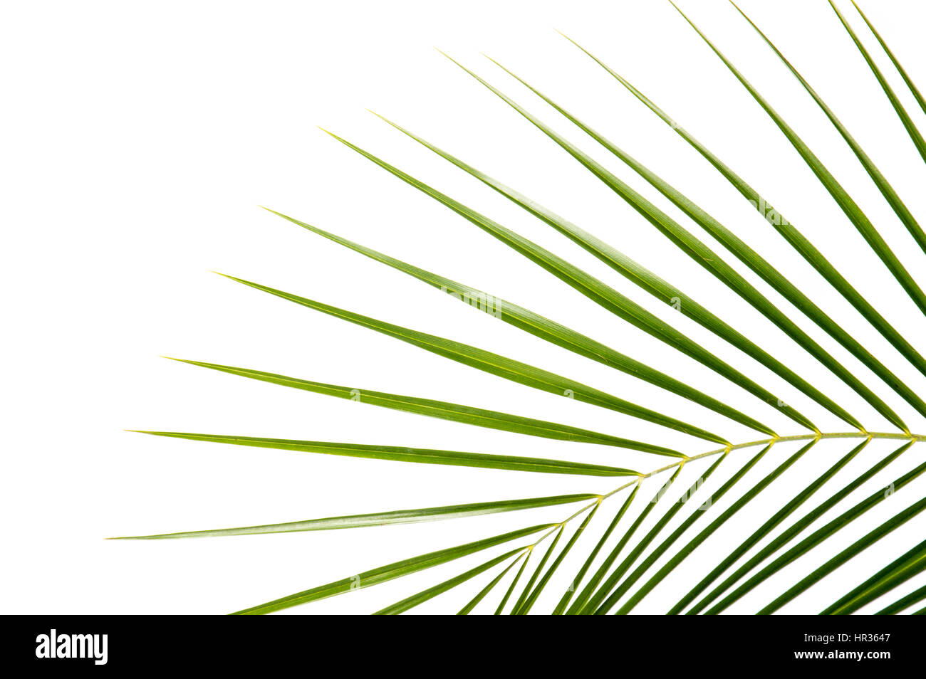 Palm leaf isolated on white background Stock Photo - Alamy