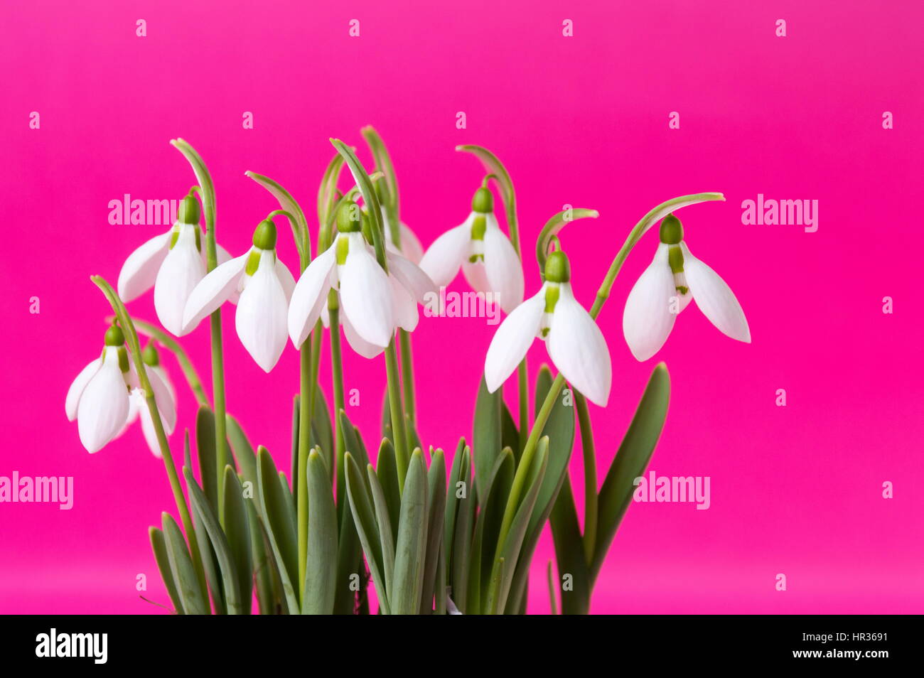Fresh snowdrop flowers against pink uniform background Stock Photo