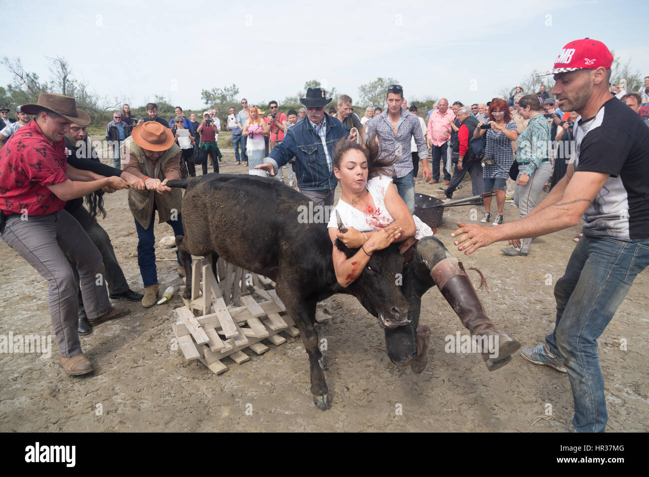 The only cowgirl in the Camargue, Marie Segretier wrestling down a calf to be branded at the cattle branding as part of the festivities in honor of Th Stock Photo