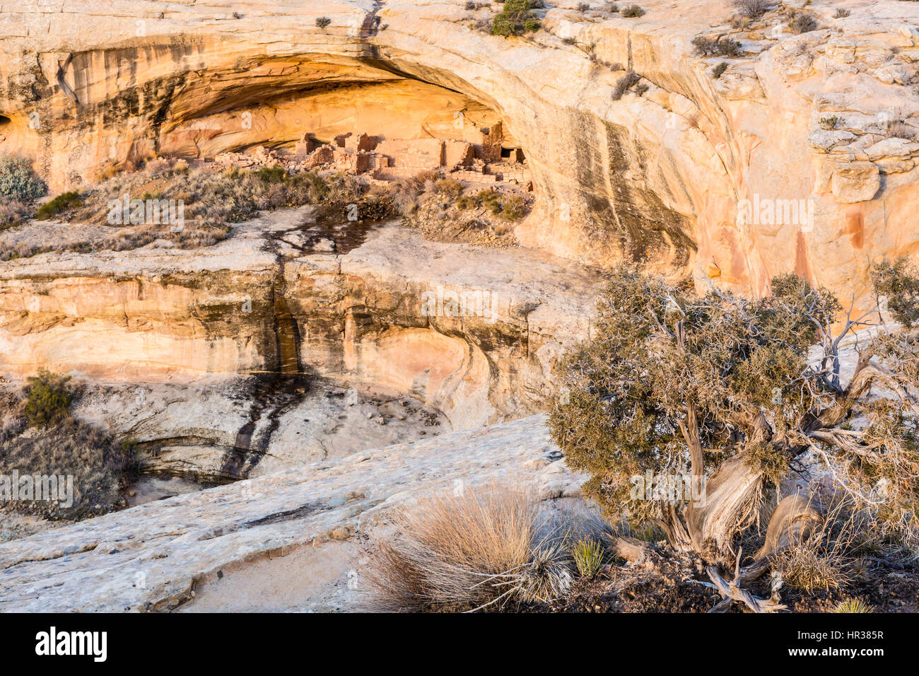 Morning light on the cliff dwellings in the Butler Wash Ruins in Comb Ridge in the new Bears Ears National Monument in Southeast Utah. Stock Photo