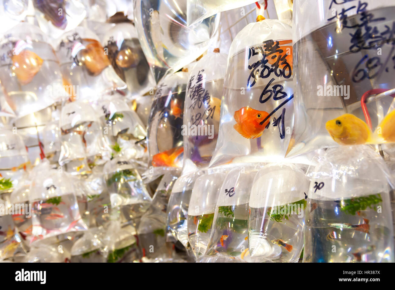 Tropical fish hanging in plastic bags at the Tung Choi Street goldfish market, Hong Kong Stock Photo