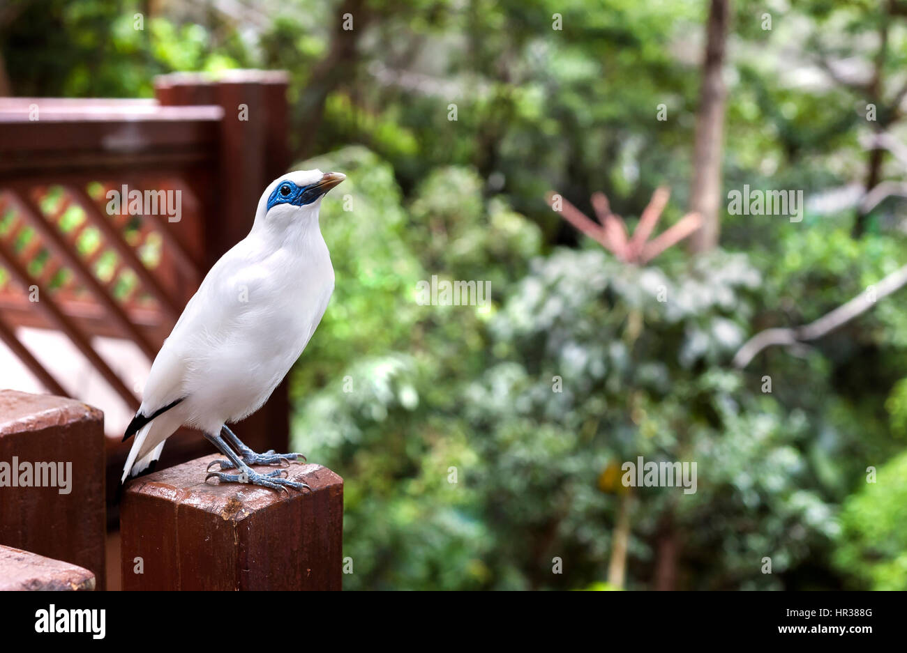 Bali Mynah bird at the Edward Youde Aviary, Hong Kong Park Stock Photo