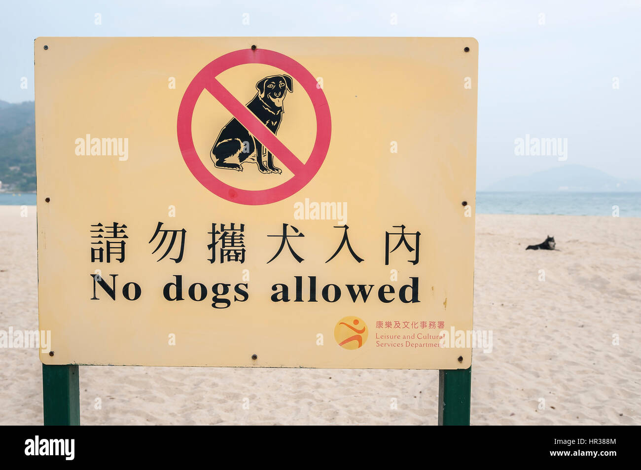 Pet dog on a Hong Kong beach flouting the 'no dogs allowed' rule Stock Photo