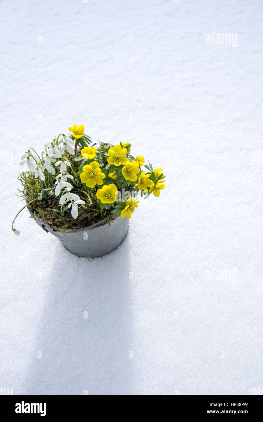 The first signs of spring. Winter aconite and snowdrops in a zinc pot stands in fresh snow Stock Photo