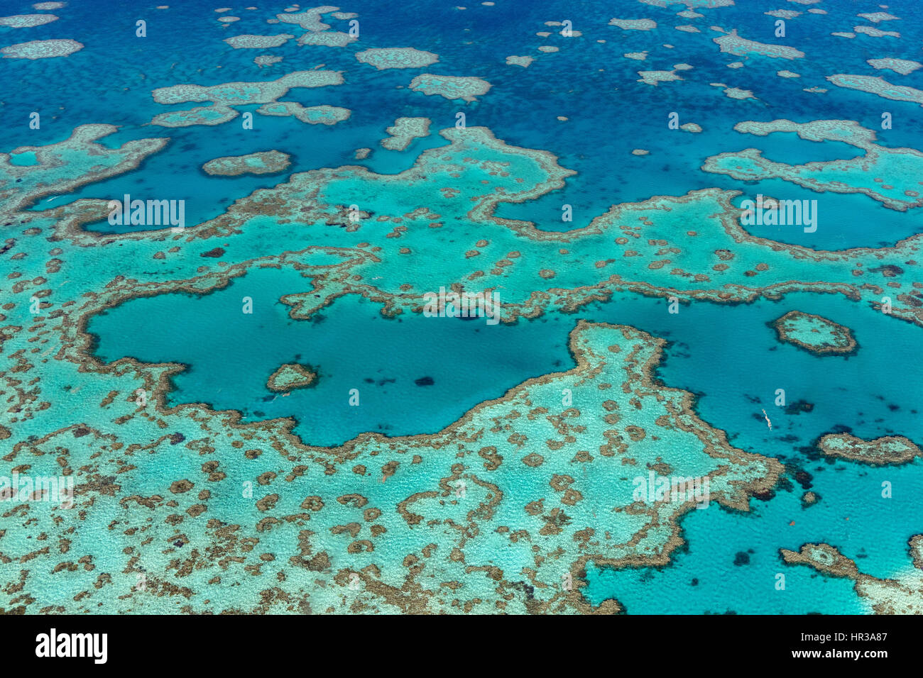 Coral Reef, Heart Reef, part of Hardy Reef, Outer Great Barrier Reef, Queensland, Australia Stock Photo