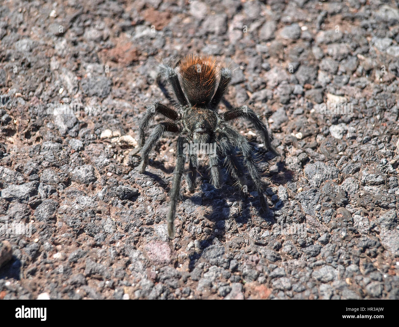 Black Tarantula. Spiders Utah Grand Canyon Stock Photo Alamy
