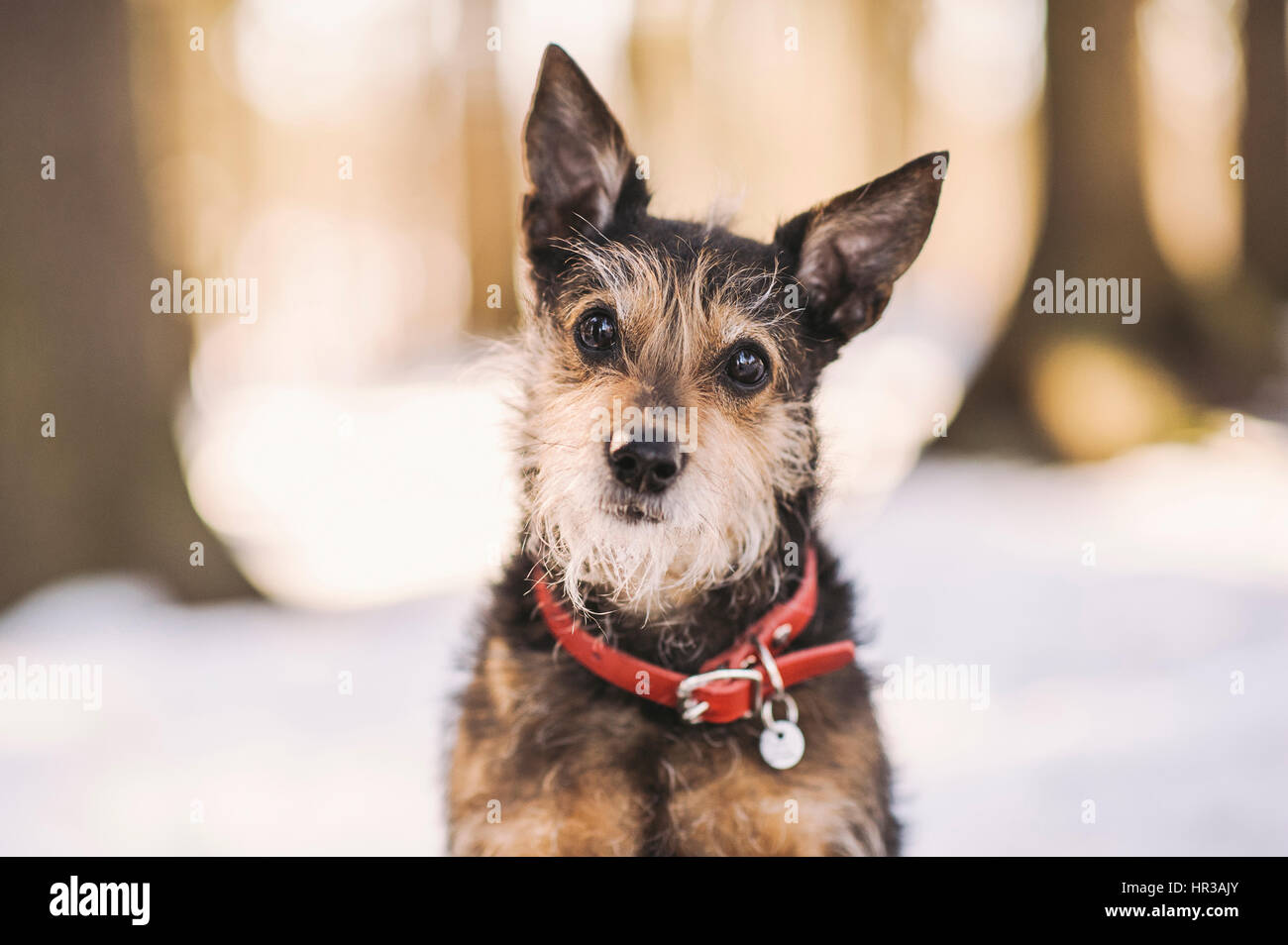 Beautiful small dog looking straight to camera in gorgeous evening light Stock Photo