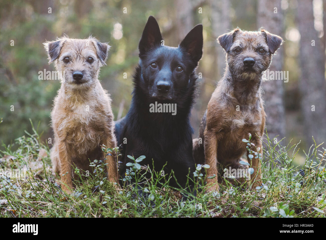 Three dogs in a row in beautiful evening light in a forest in Finland Stock Photo