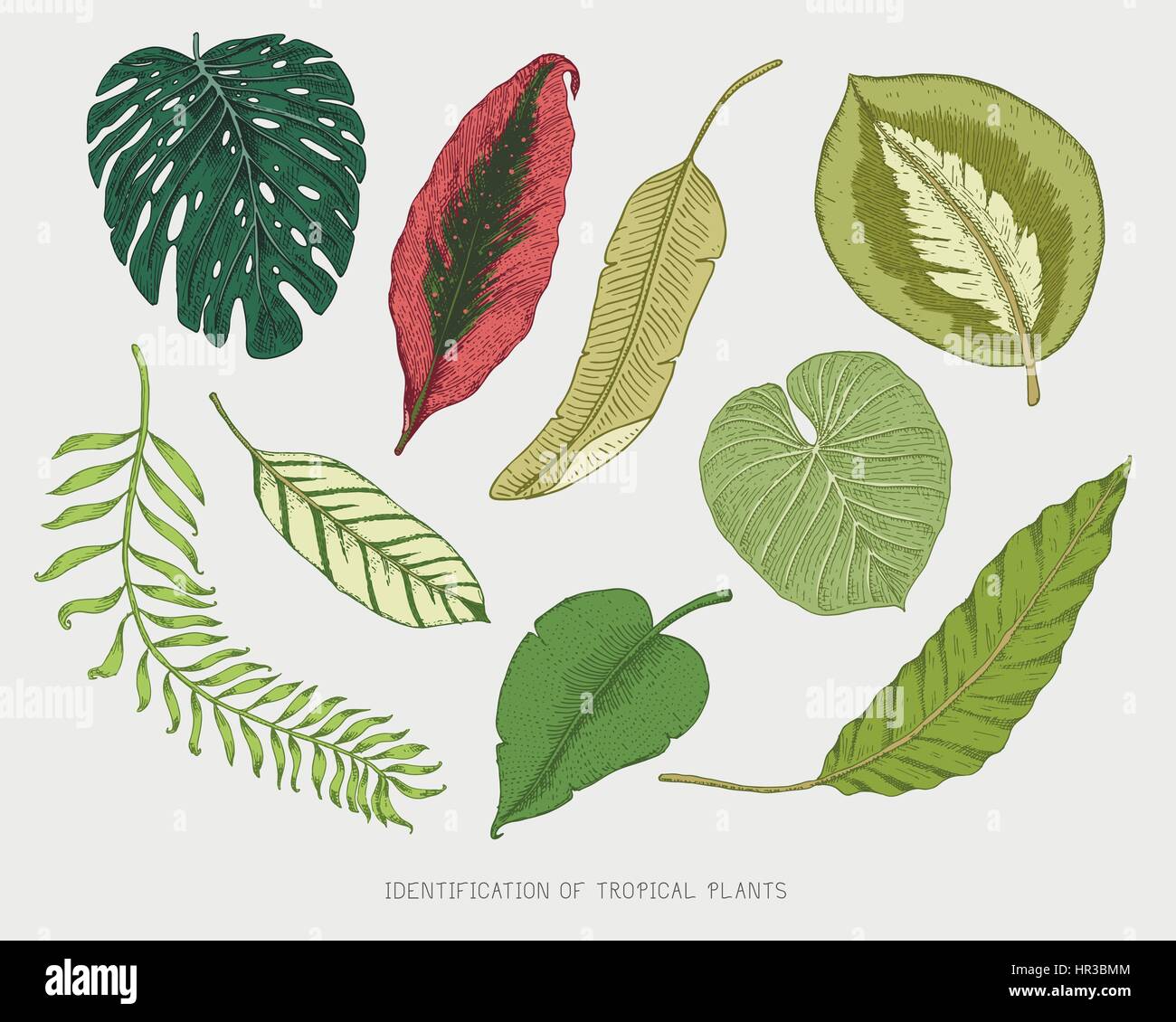 engraved, hand drawn tropical or exotic leaves isolated, leaf of ...
