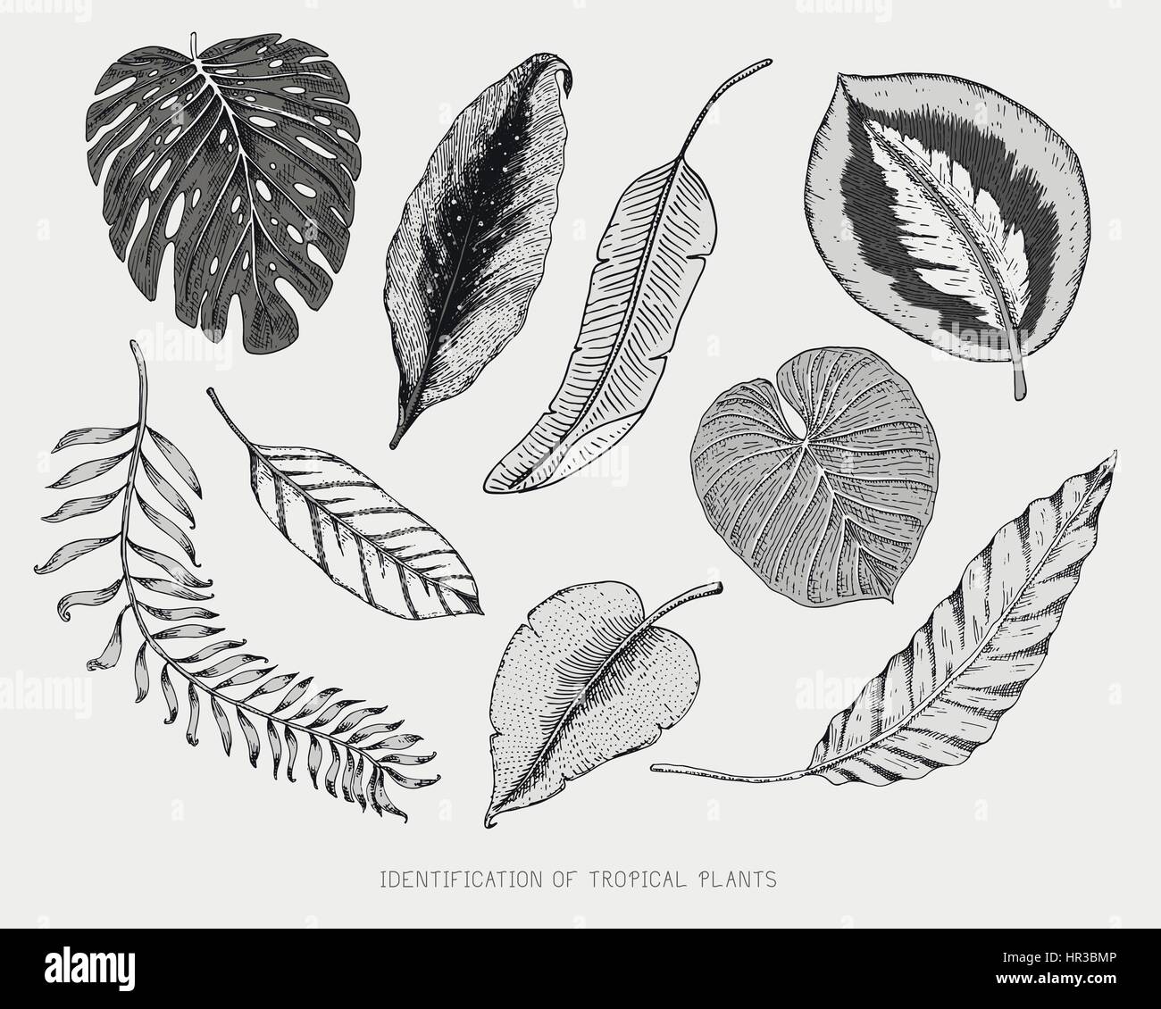 engraved, hand drawn tropical or exotic leaves isolated, leaf of ...