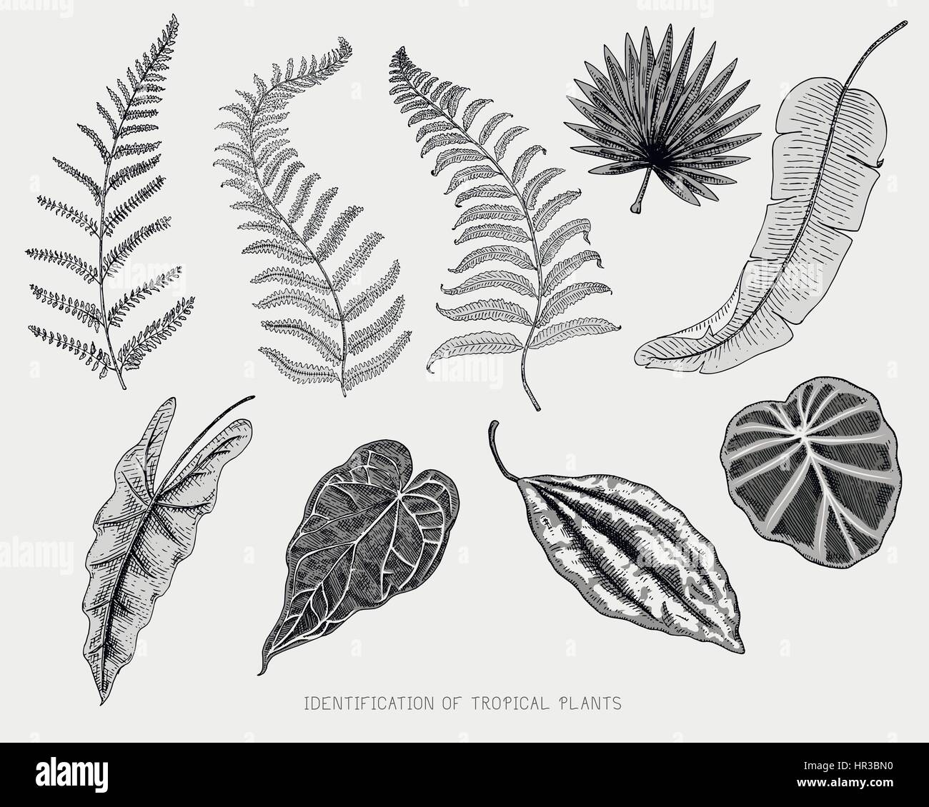 engraved, hand drawn tropical or exotic leaves isolated, leaf of ...