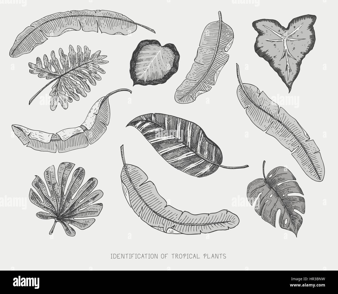 engraved, hand drawn tropical or exotic leaves isolated, leaf of ...