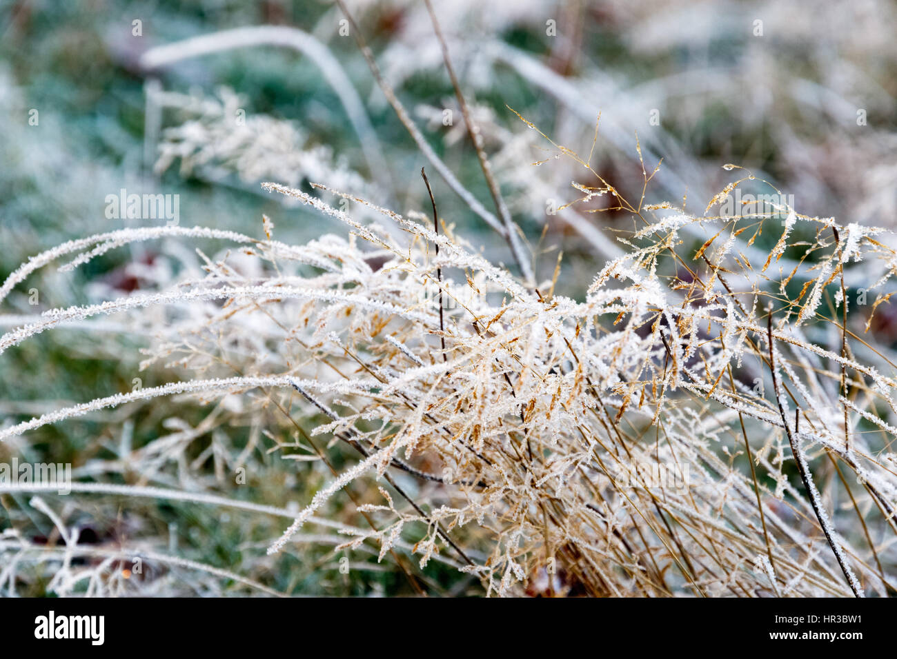 Closeup of frosty grass in Richmond Park, London Stock Photo