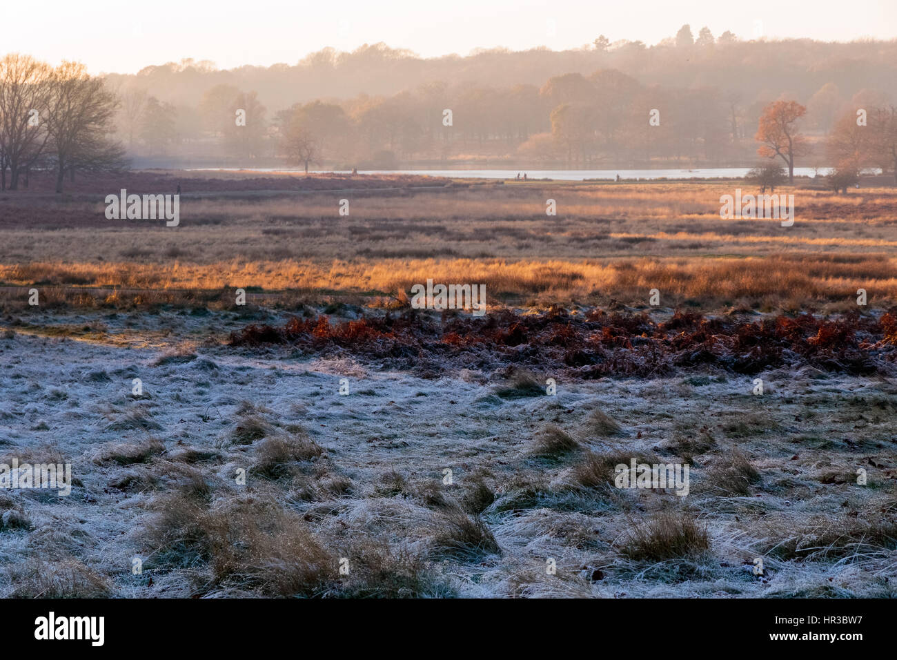 Frosty landscape in Richmond Park, London Stock Photo