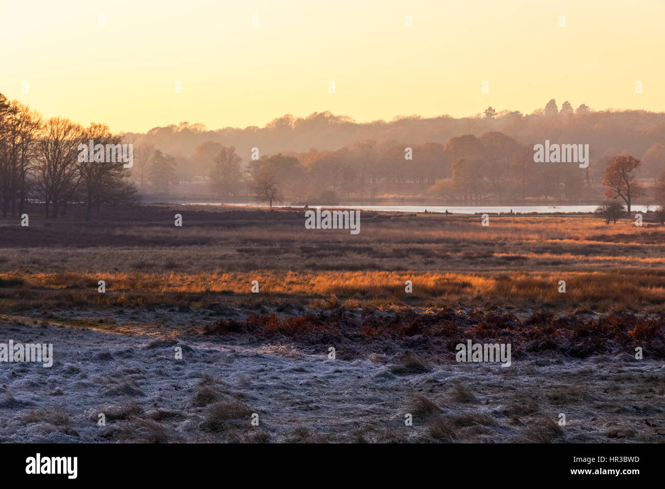 Frosty landscape in Richmond Park, London Stock Photo