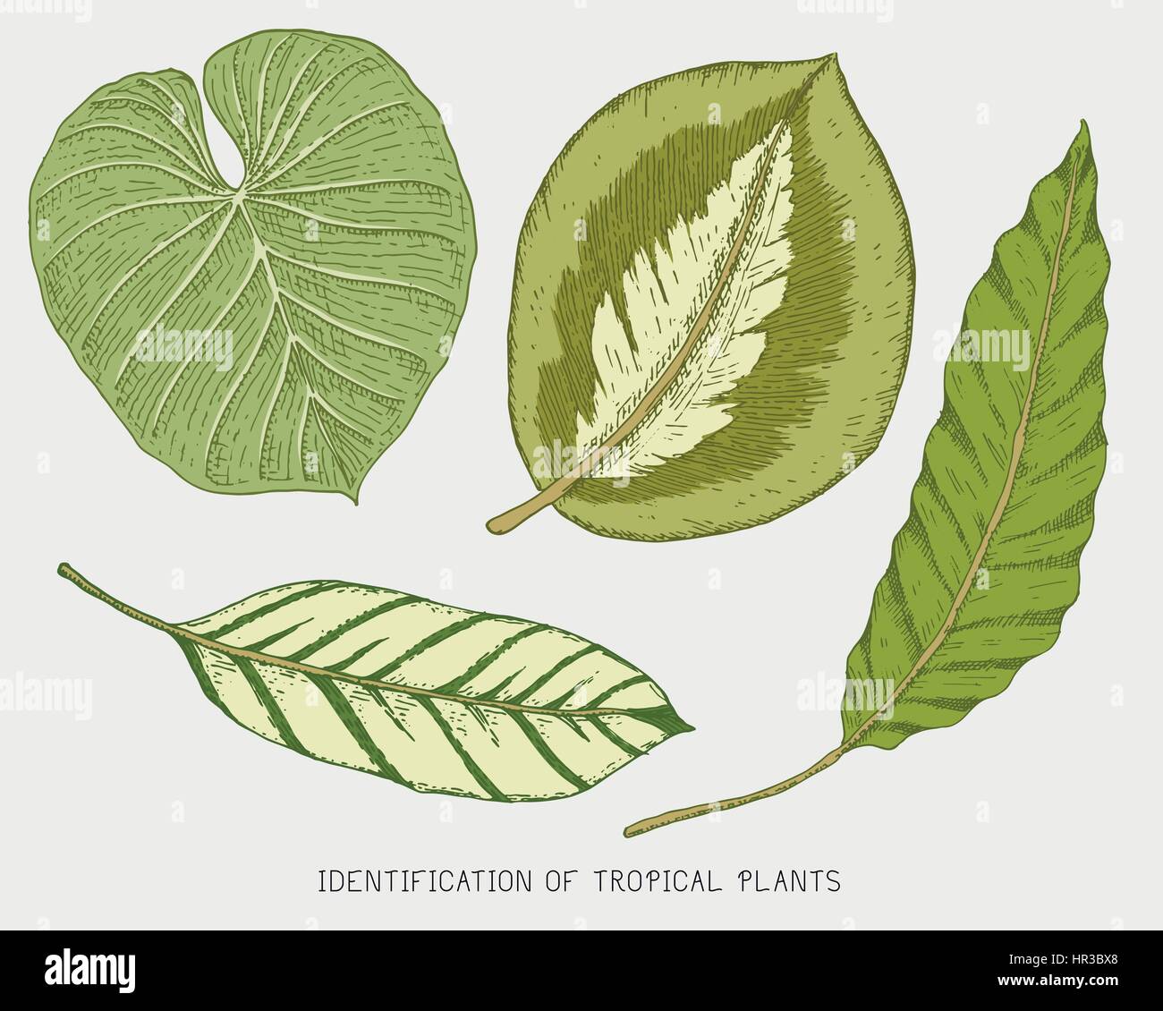 engraved, hand drawn tropical or exotic leaves isolated, leaf of ...