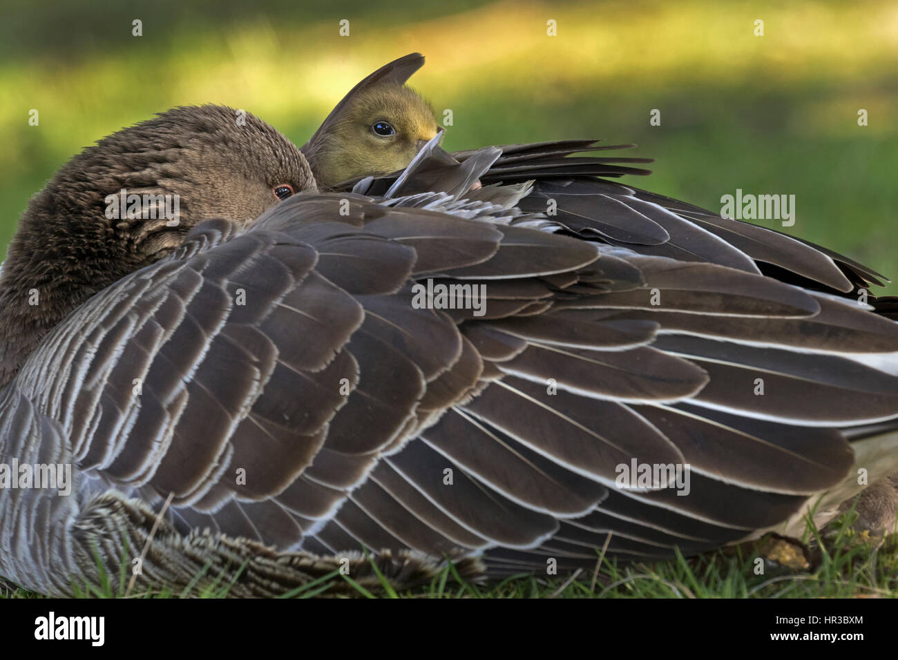 Graugans, (Anser anser), mit Küken im Gefieder, Hamburg, Deutschland, Europa / Gray goose, (Anser anser), with chicks in feathering, Hamburg, Germany, Stock Photo
