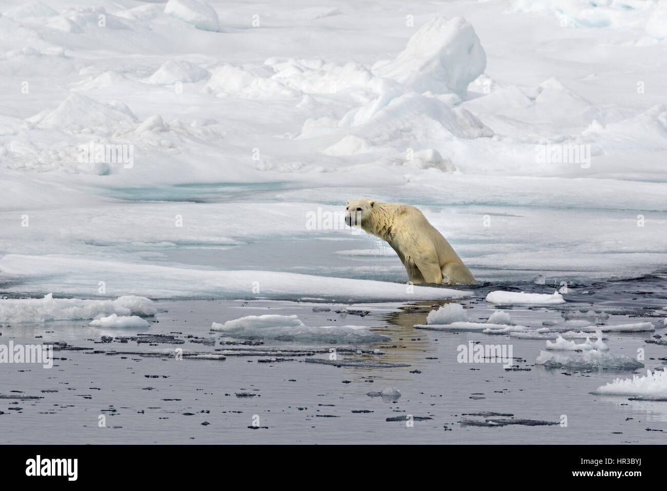 Eisbär auf Packeis, Spitzbergen, Norwegen, Europa / Polar Bear on pack ice, Spitsbergen, Norway / EuropeUrsus maritimus Stock Photo