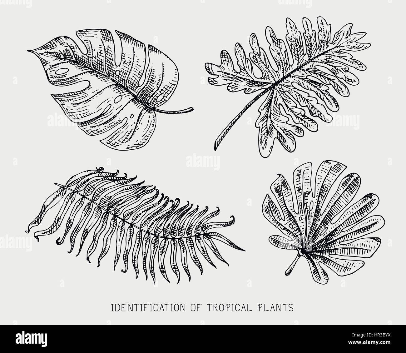 engraved, hand drawn tropical or exotic leaves isolated, leaf of ...