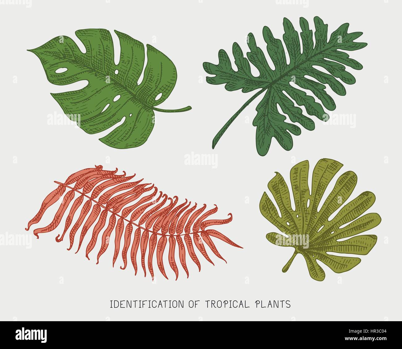 engraved, hand drawn tropical or exotic leaves isolated, leaf of ...