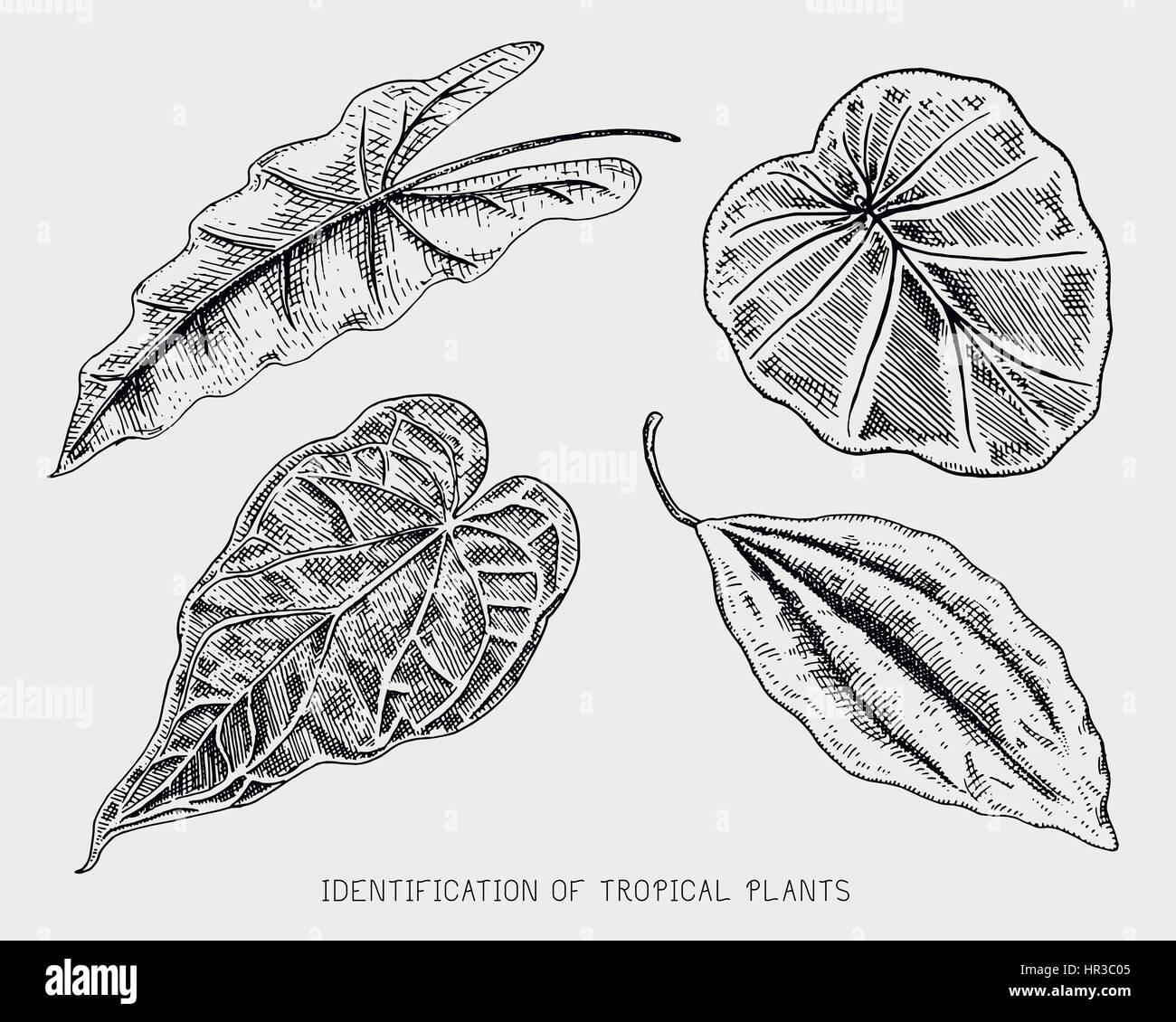 engraved, hand drawn tropical or exotic leaves isolated, leaf of ...