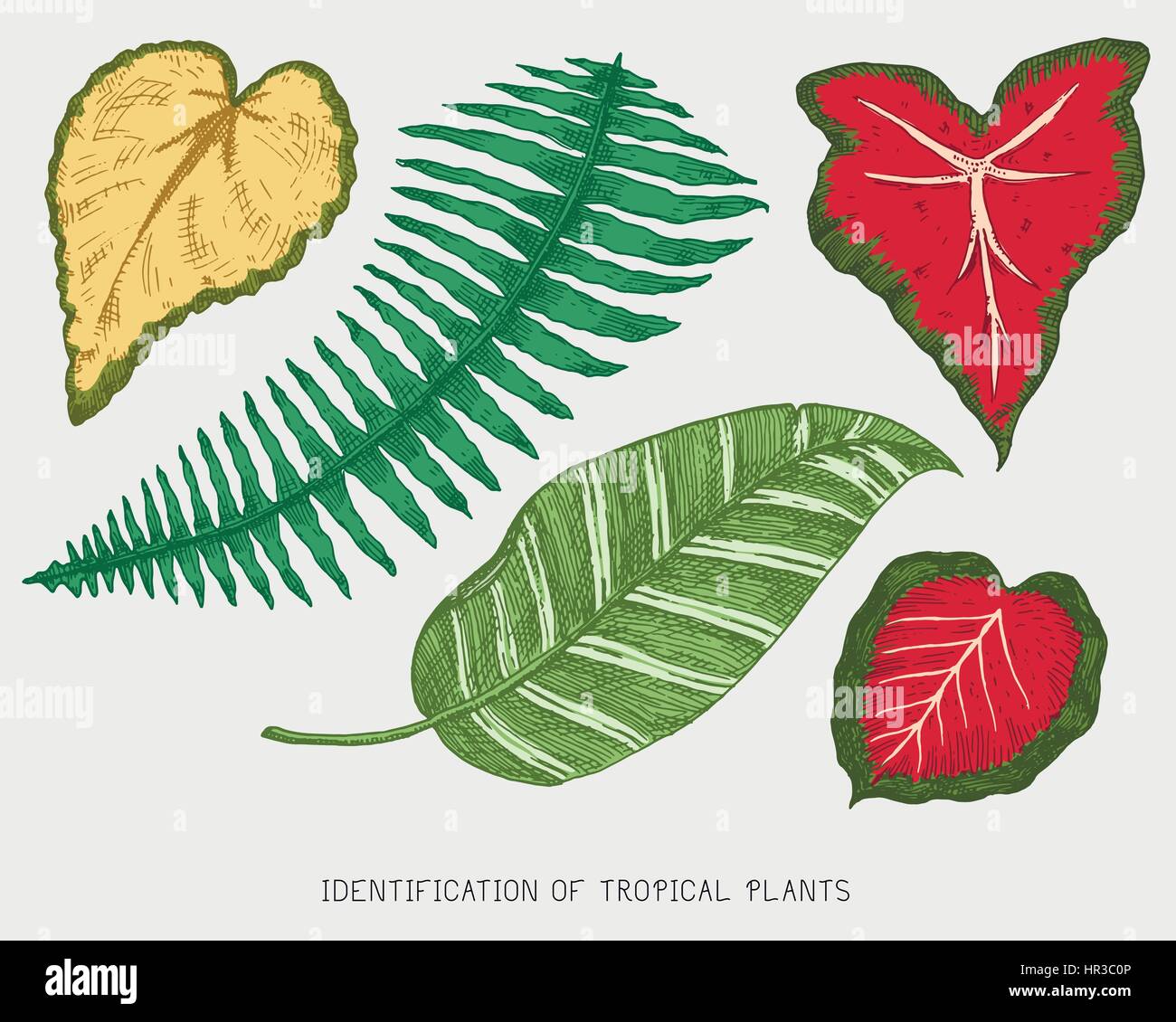 engraved, hand drawn tropical or exotic leaves isolated, leaf of ...