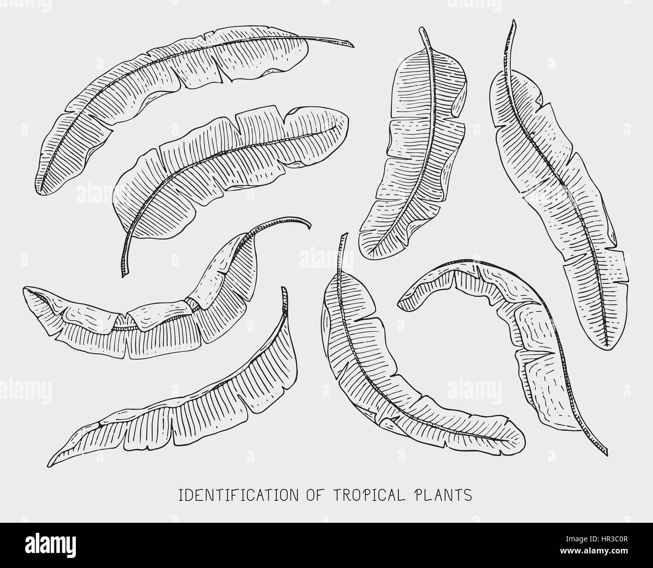 engraved, hand drawn tropical or exotic leaves isolated, leaf of ...