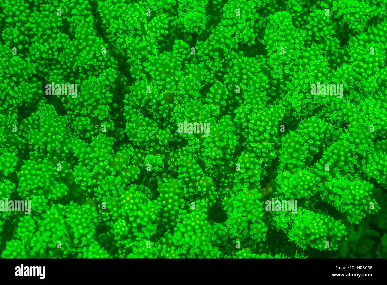 Fluorescent coral abstract polyp pattern. (Pocillopora damicornis). Red Sea, Egypt Stock Photo