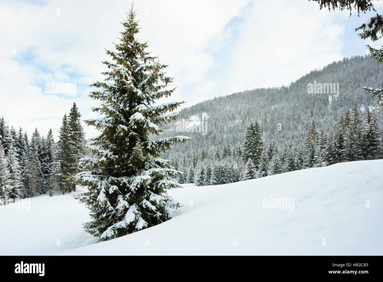 Fir trees covered with snow on winter mountain at French Alps Stock ...