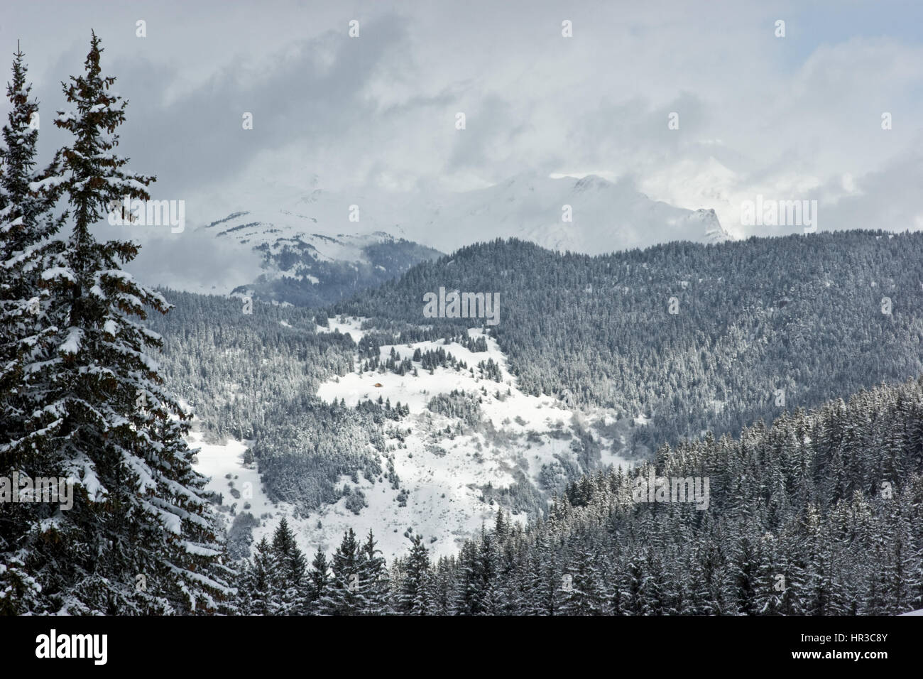 Fir trees covered with snow on a winter mountain Stock Photo - Alamy
