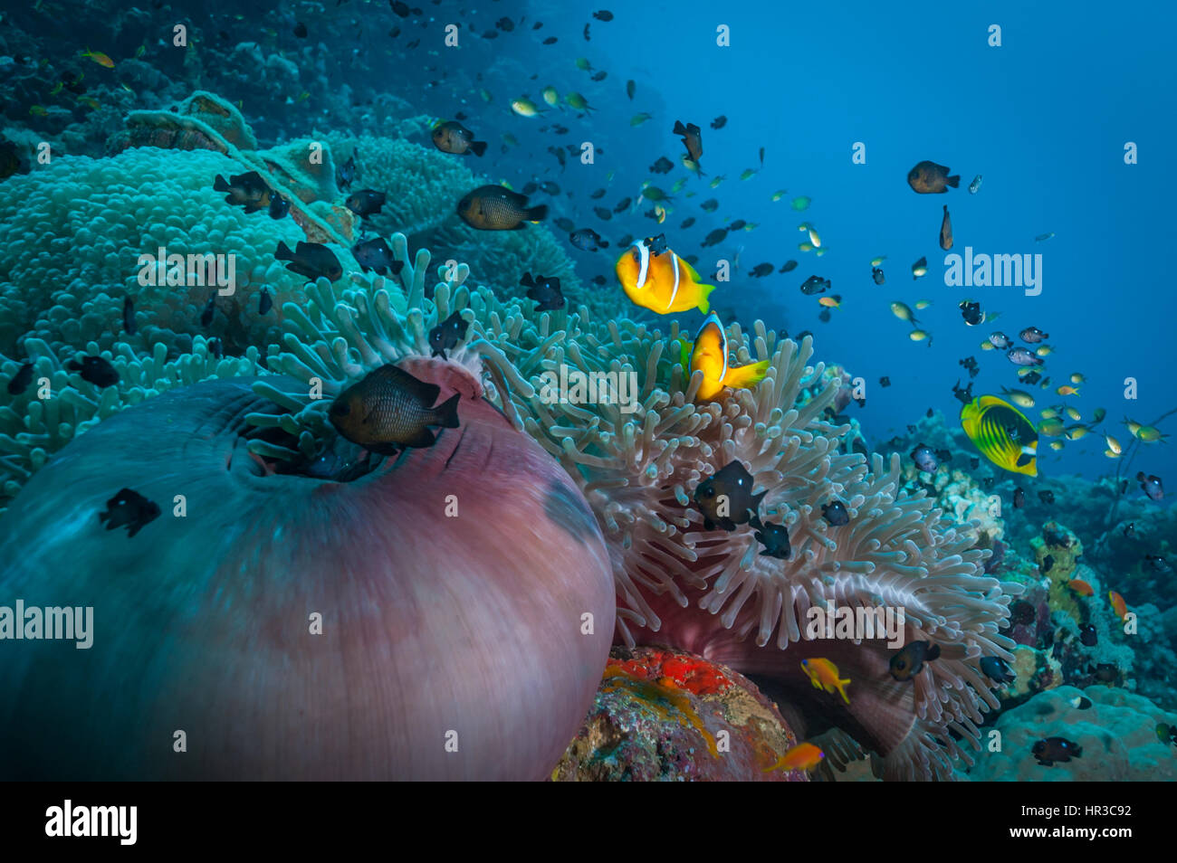 Coral reef anemone scene in Sudan. Magificent sea anemones with Red Sea anemonefish. Shoal of fish in background. Sudan Stock Photo