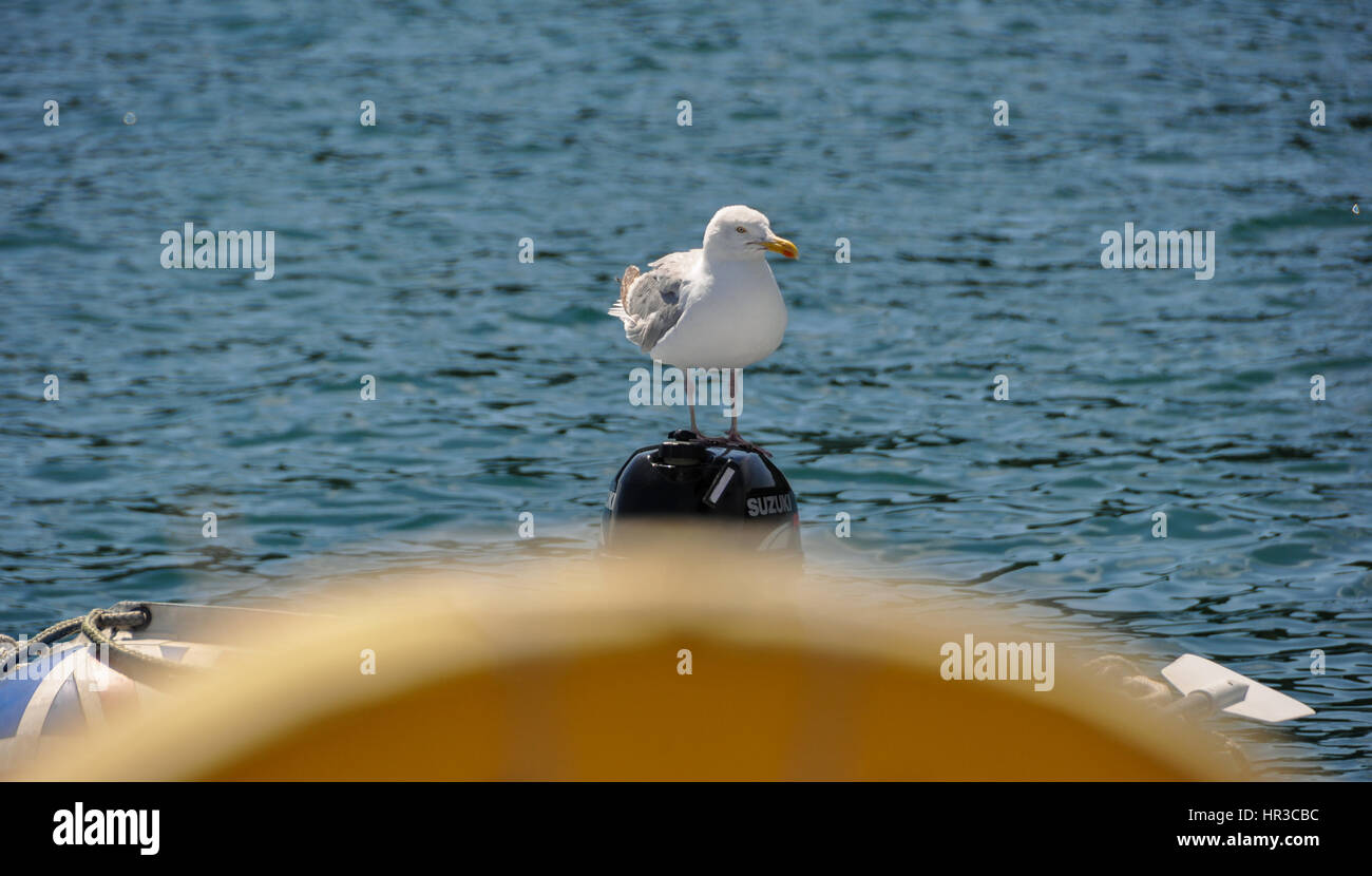 A seagull enjoying the view while resting on an outboard motor Stock Photo