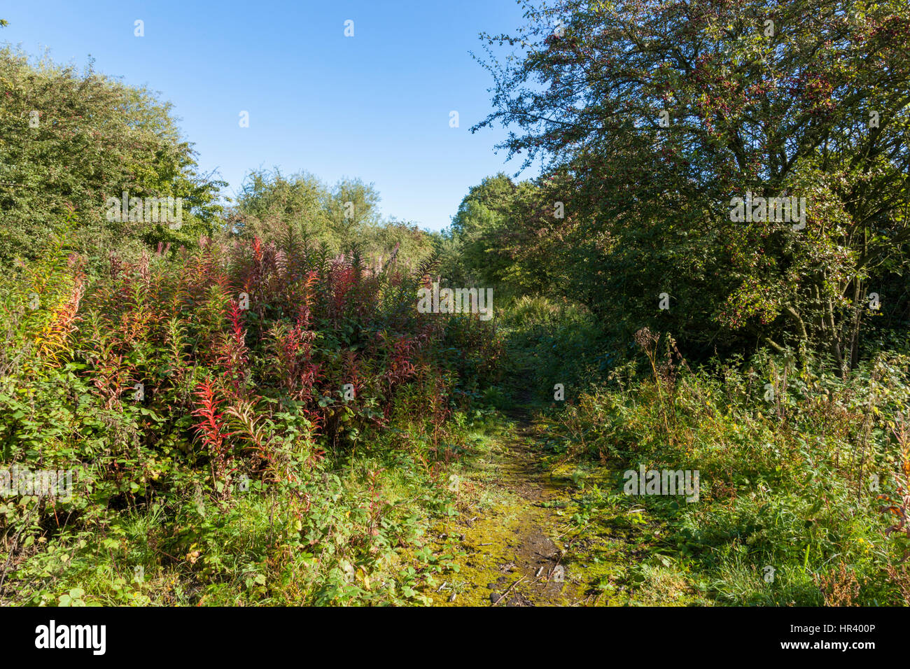 Overgrown path through bushes and trees on wasteland, Nottingham, England, UK Stock Photo