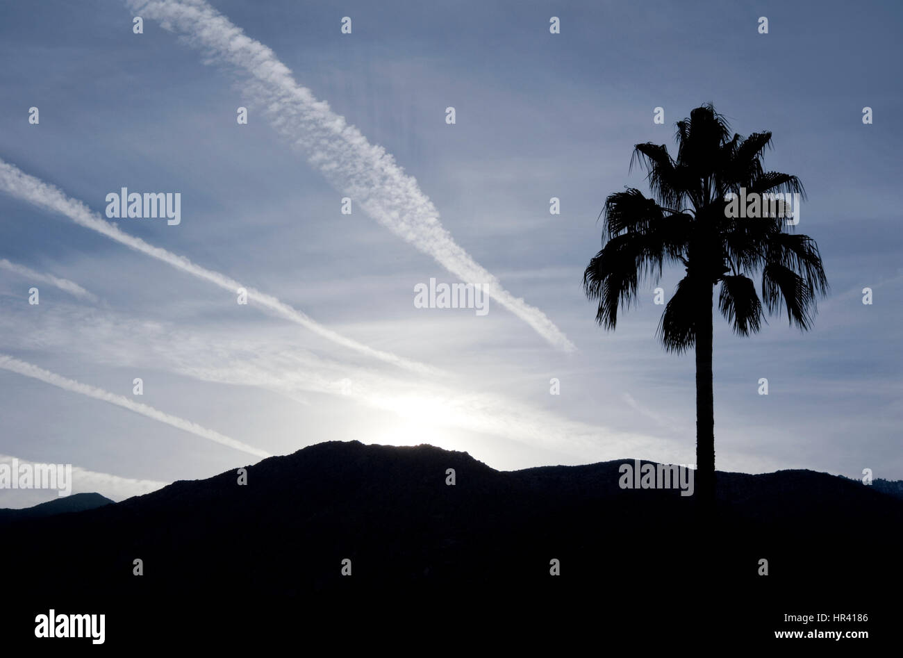 Palm tree and mountains at sunset in Palm Springs, CA Stock Photo