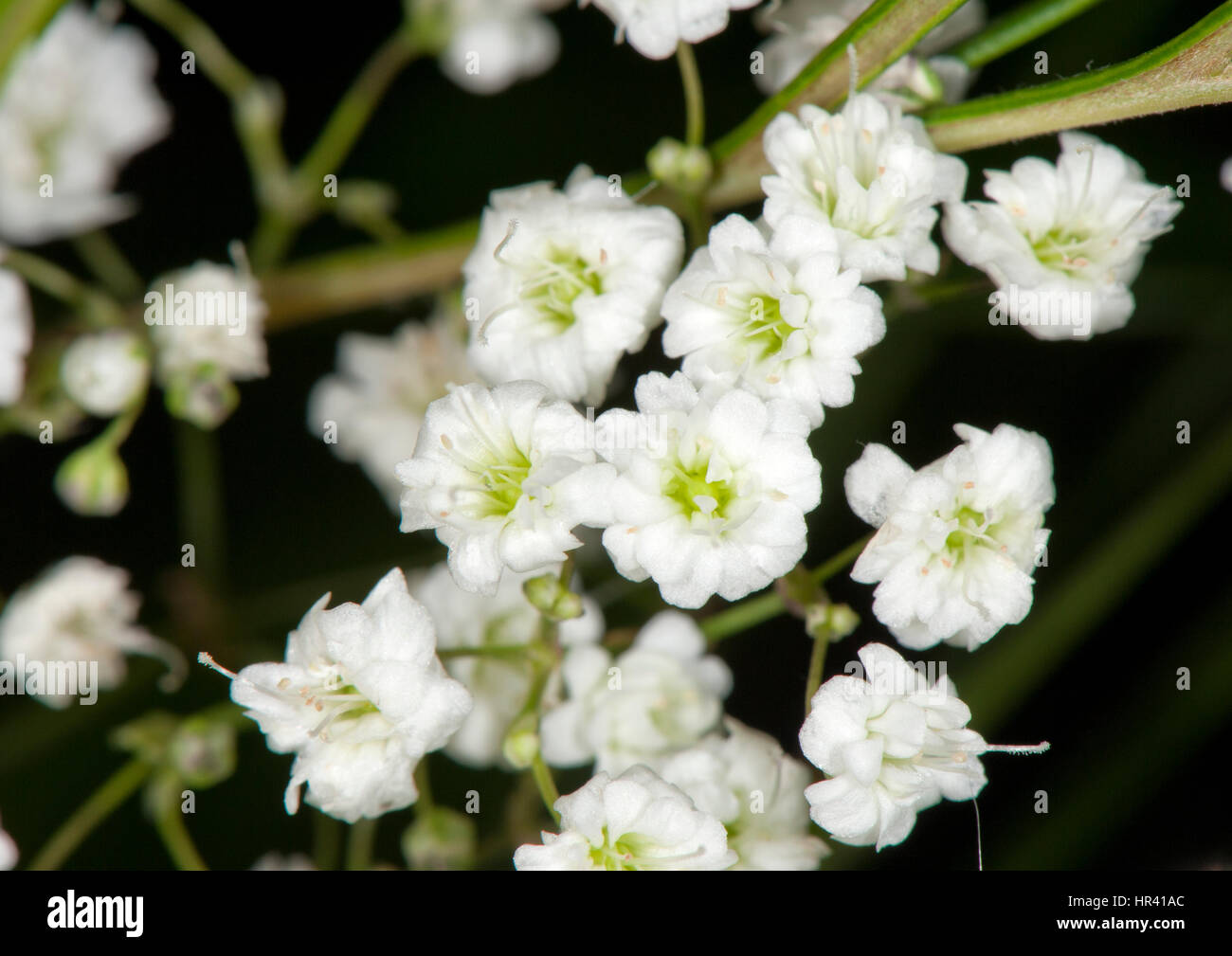 White flowers in bloom Stock Photo Alamy
