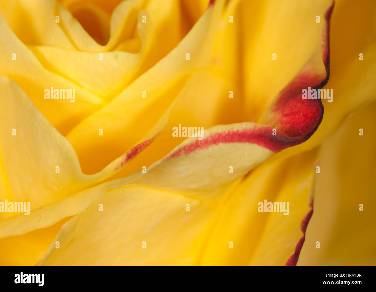 Petals colour hires stock photography and images Alamy