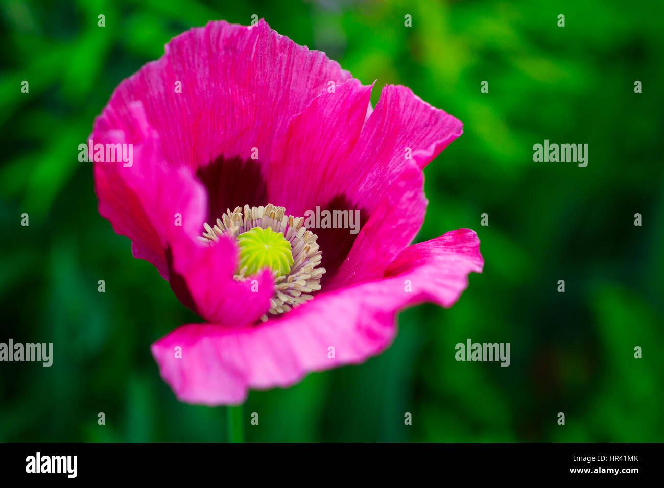 Oriental poppy growing in the summer garden. Botanical name is Papaver Orientale Stock Photo