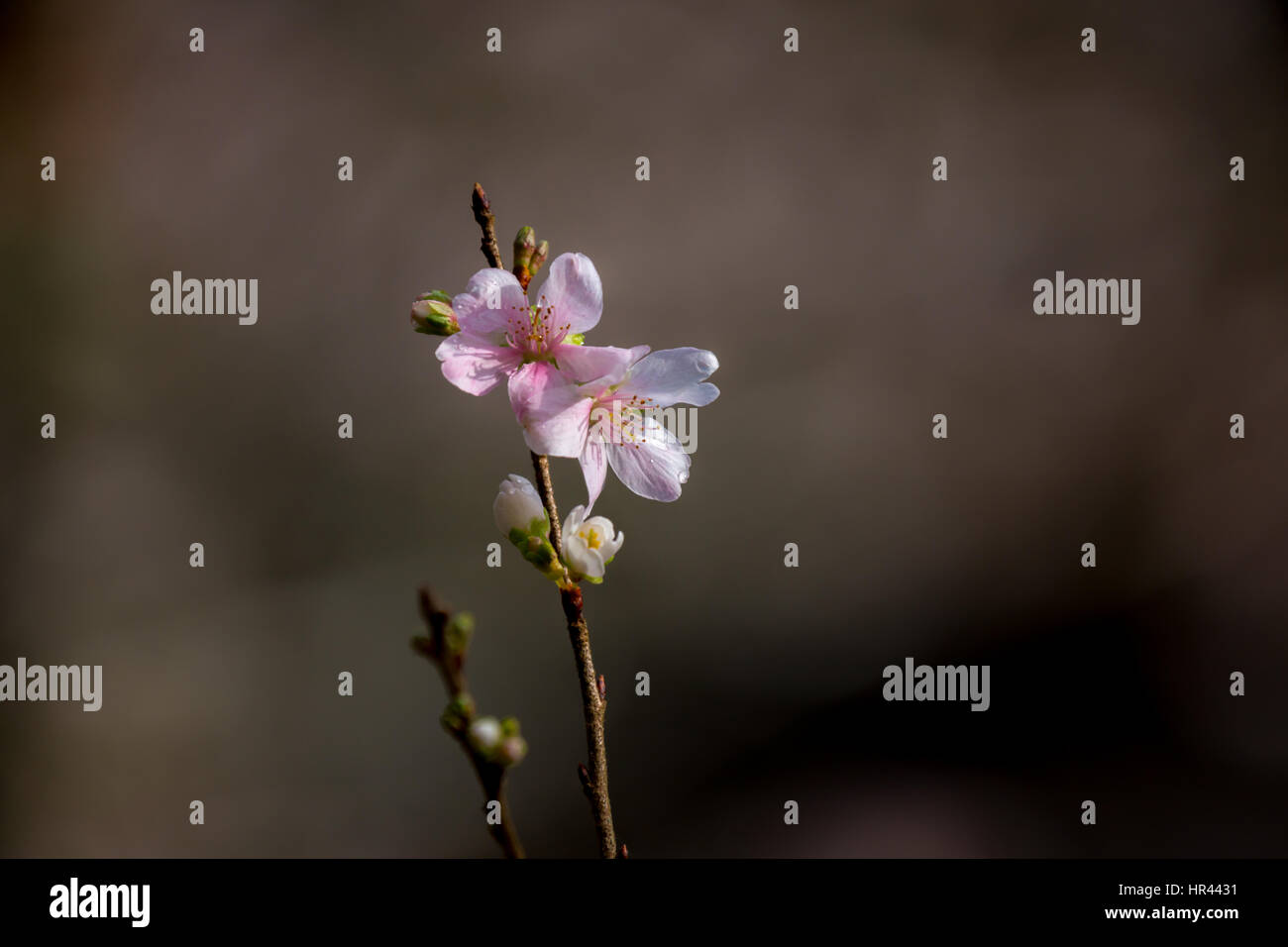 Sakura Cherry blossoms for spring background japan Stock Photo - Alamy