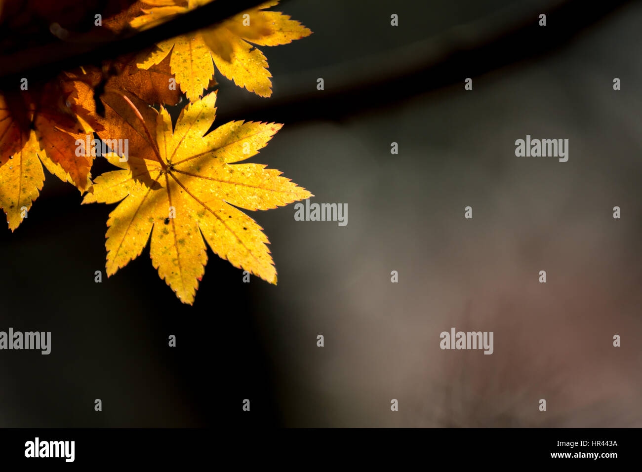 Red leave of maple tree for autumn fall background Stock Photo - Alamy