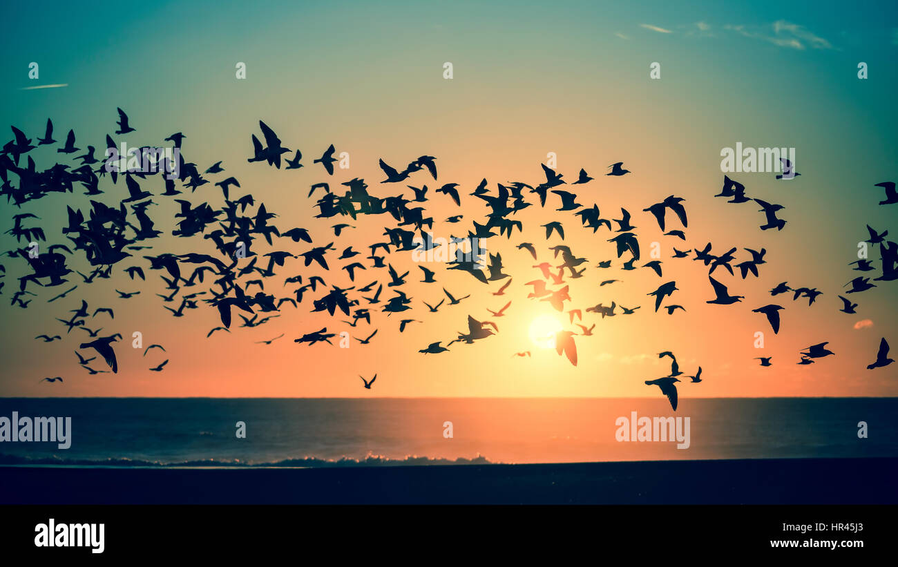 Silhouettes flock of seagulls over the Sea Stock Photo - Alamy
